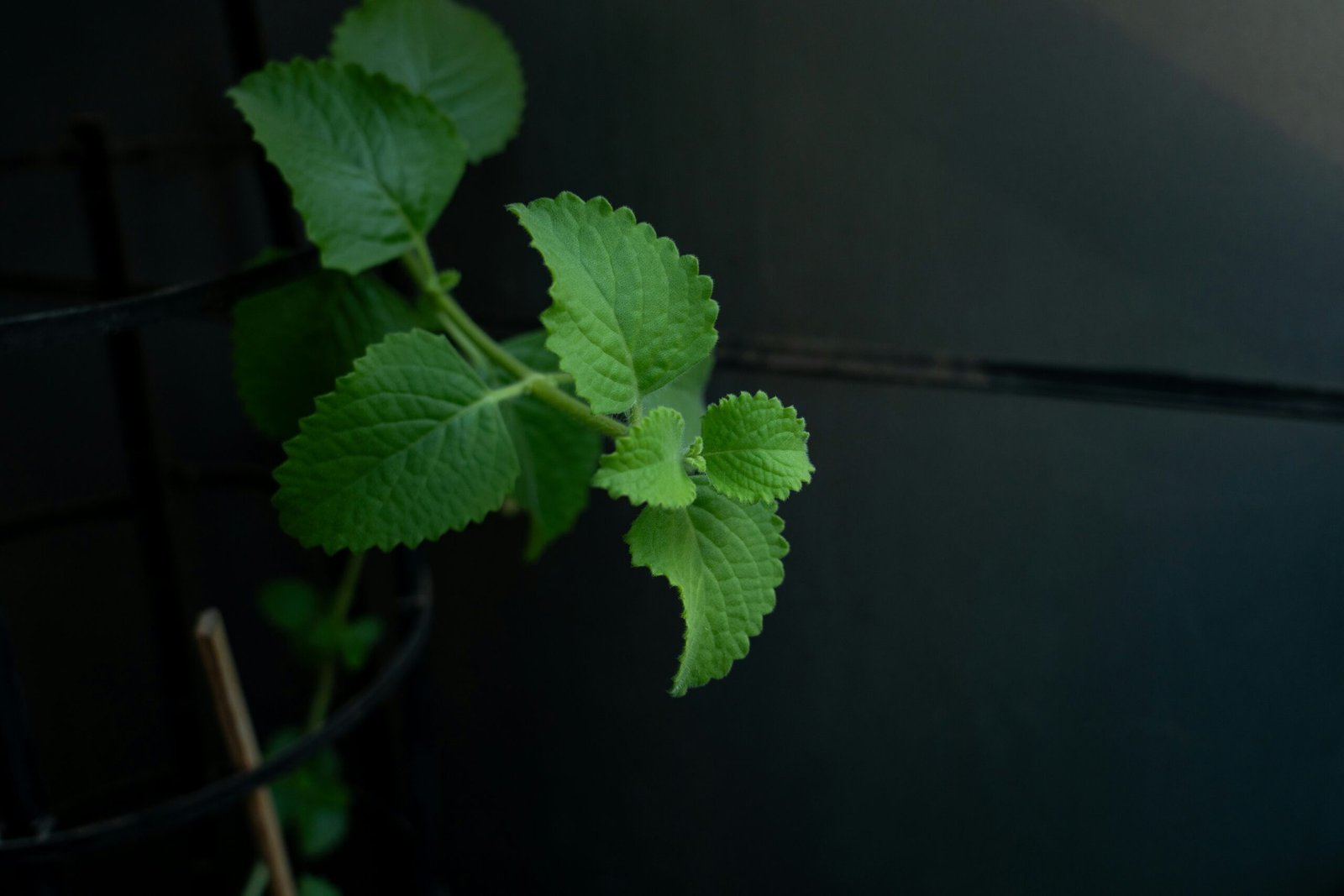 A plant with green leaves in a pot